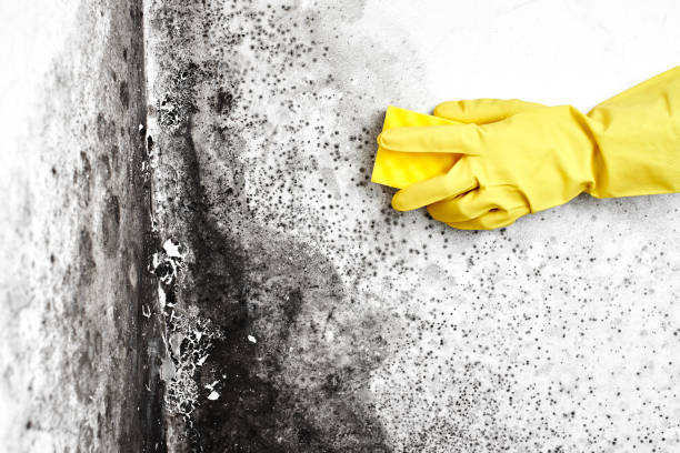 Professional Mold Removal in Spring Green, WI