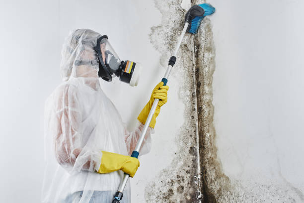 Best Mold Removal Specialists  in Spring Green, WI