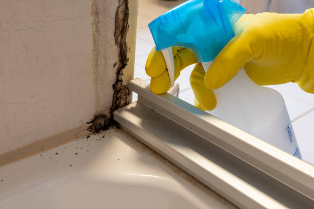 Best Black Mold Removal  in Spring Green, WI