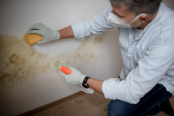 Best Emergency Mold Removal  in Spring Green, WI