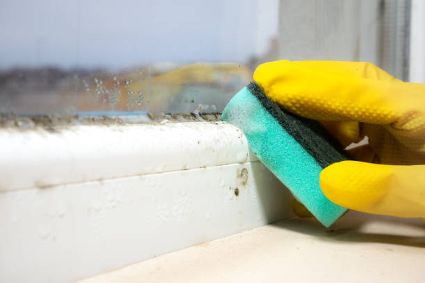 Best Mold Damage Repair  in Spring Green, WI