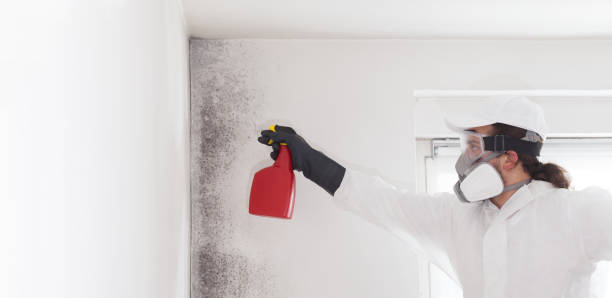 Best Office Mold Removal Services  in Spring Green, WI