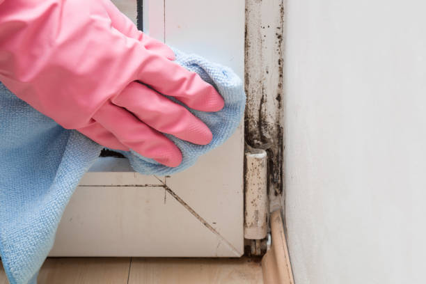 Best Professional Mold Removal  in Spring Green, WI