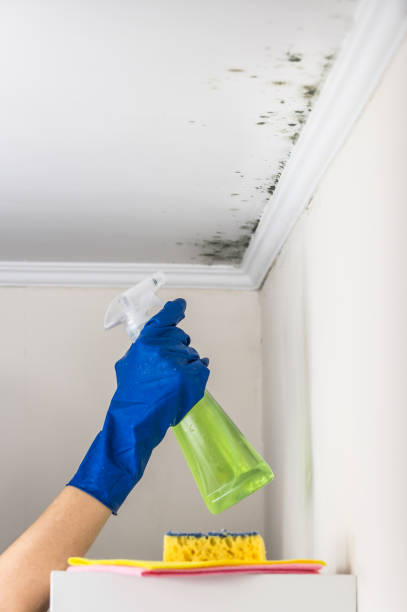Reliable Spring Green, WI Mold Removal Solutions
