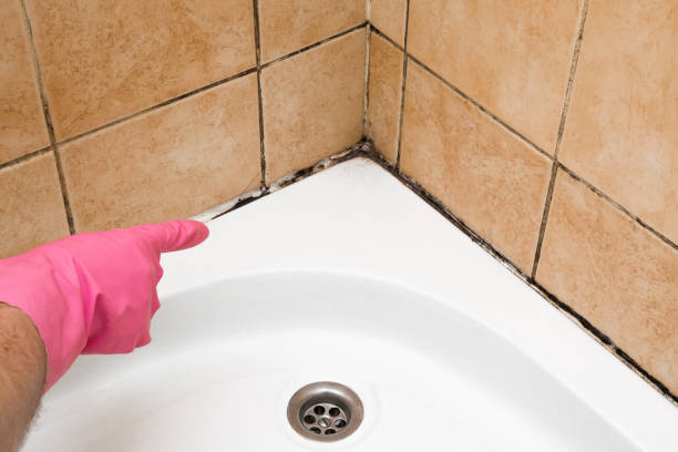 Best Affordable Mold Removal  in Spring Green, WI