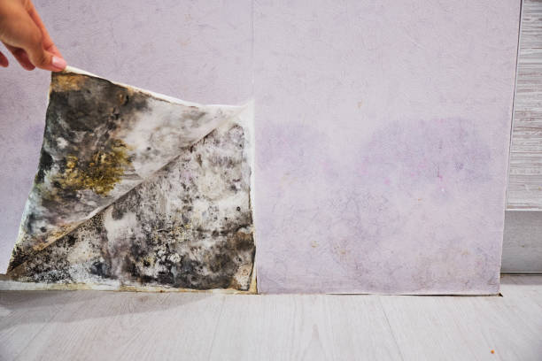 Best Commercial Mold Removal  in Spring Green, WI